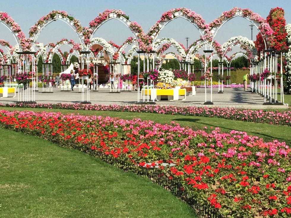 News, Shelby, Dubai Miracle Garden, January 2015