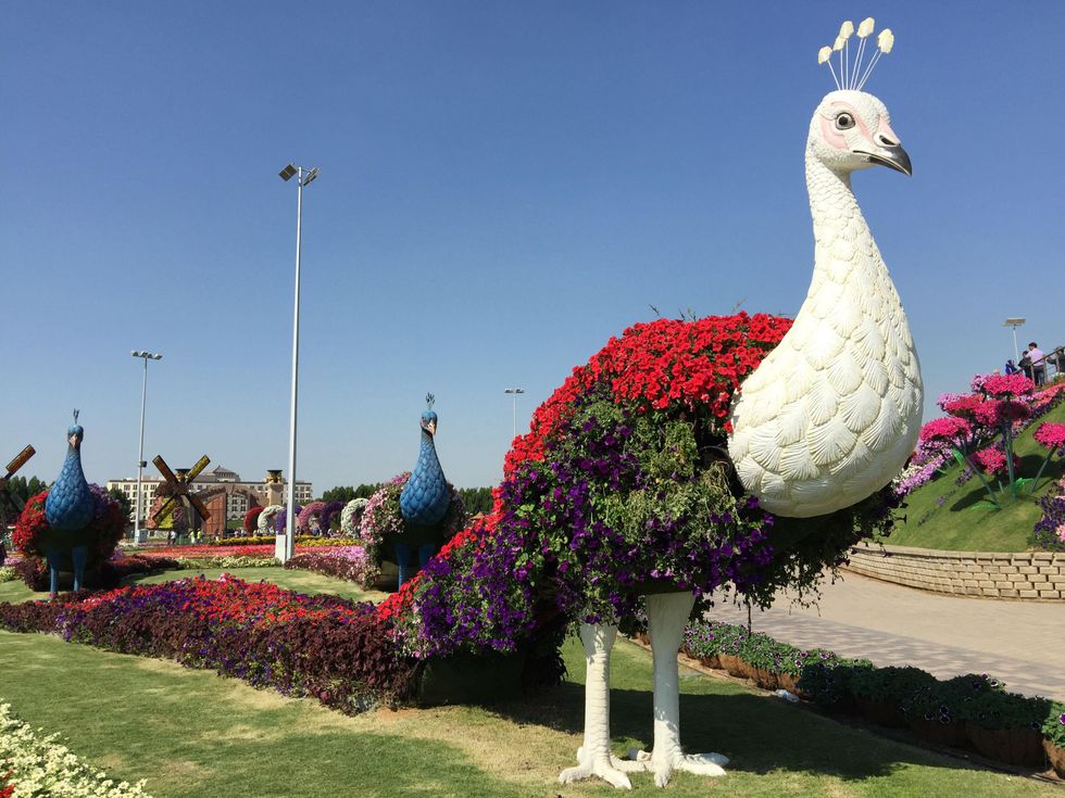 News, Shelby, Dubai Miracle Garden, January 2015