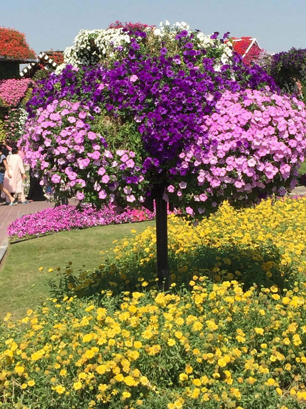 News, Shelby, Dubai Miracle Garden, January 2015