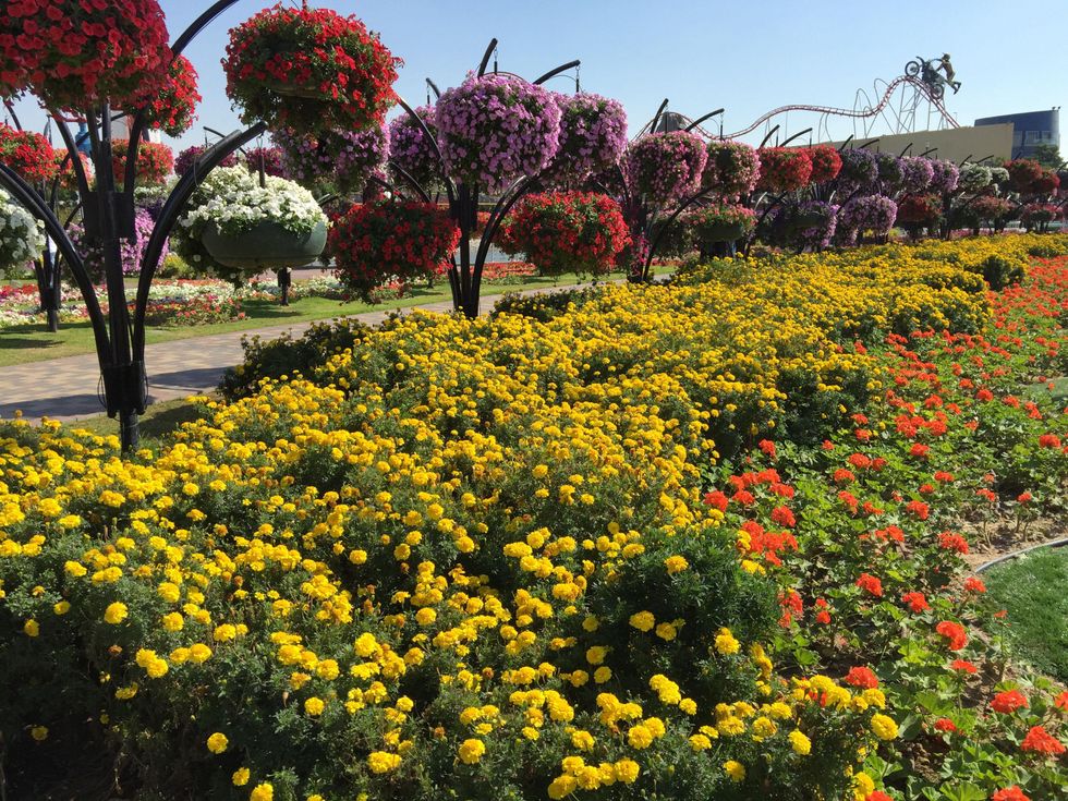 News, Shelby, Dubai Miracle Garden, January 2015