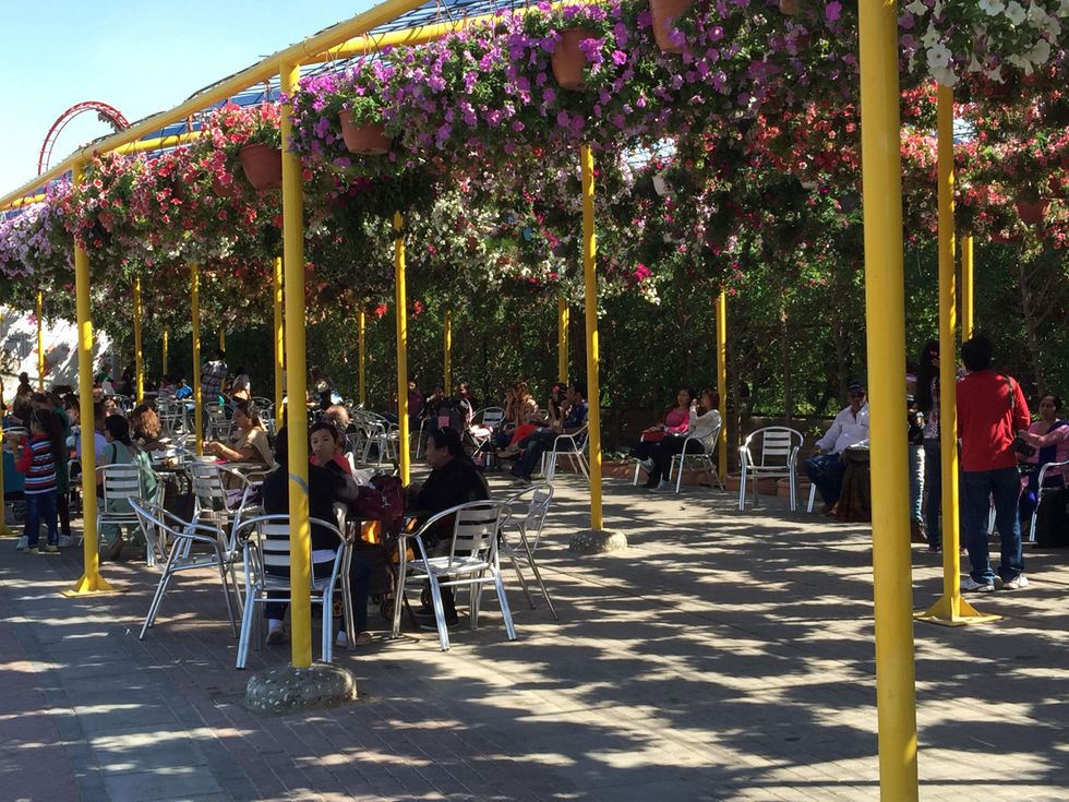 News, Shelby, Dubai Miracle Garden, January 2015