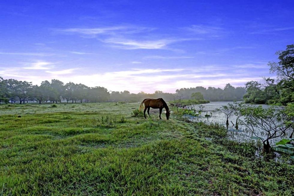News, Shelby, On the Market, Pecan Acres ranch, August 2015