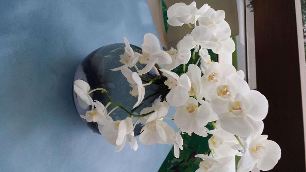 News, Shelby, orchids, August 2014