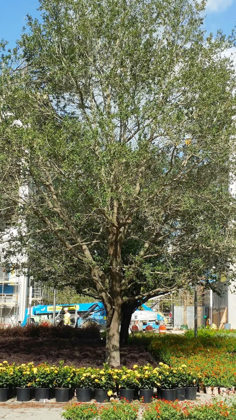 6 million landscape plan with 300 trees transforms urban shopping area