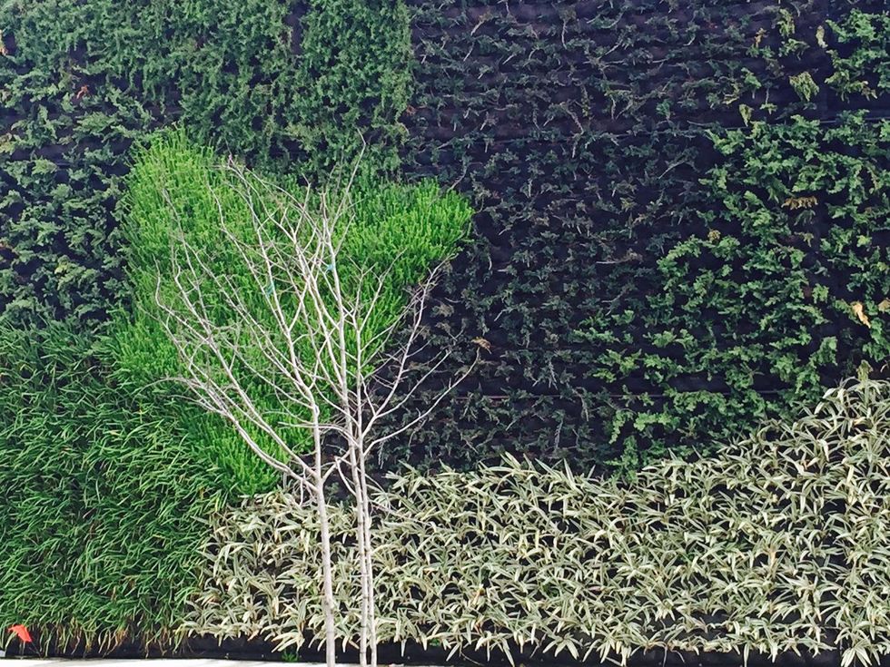 News, Shelby, Tanglewood H-E-B, Feb. 2015,