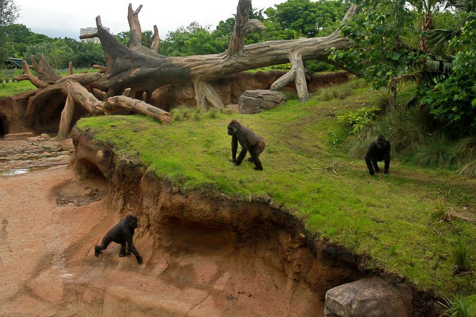 News, Shelby, Zoo Ball, Gorillas, April 2015, Jim Postl, Scott McClelland