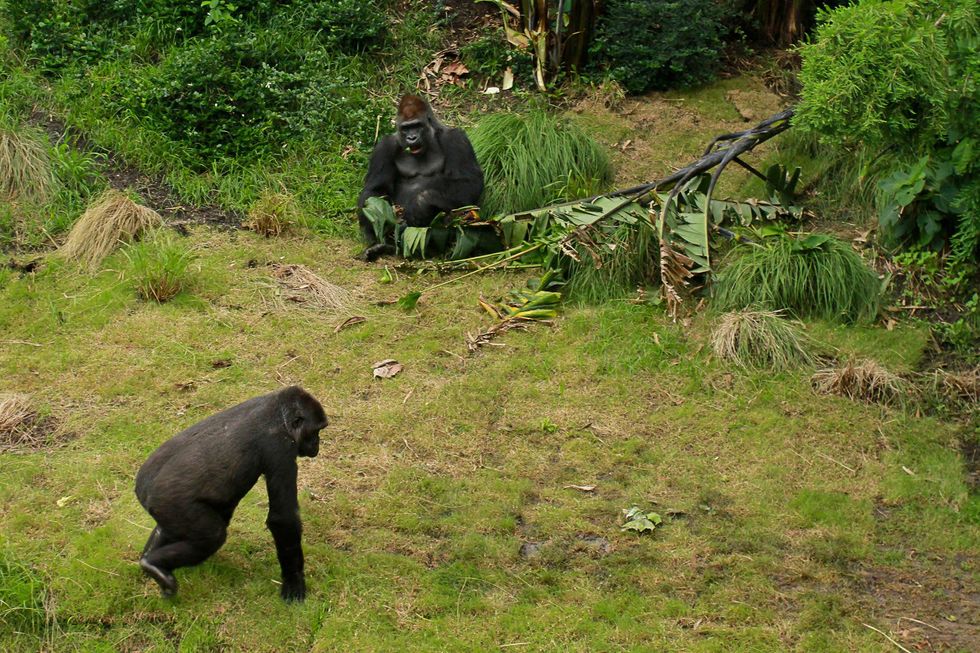 News, Shelby, Zoo Ball, Gorillas, April 2015, Jim Postl, Scott McClelland