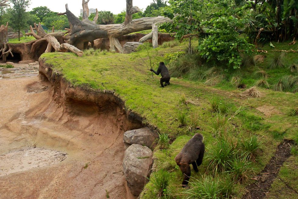 News, Shelby, Zoo Ball, Gorillas, April 2015