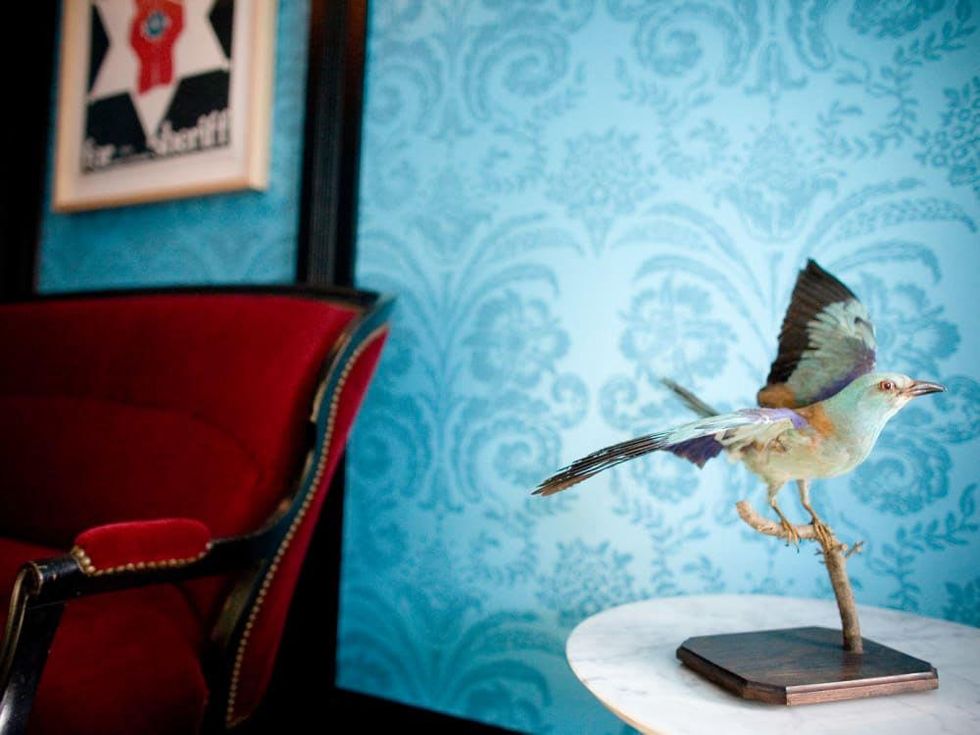 News_Travel_Lonnie Schiller_Hotel Saint Cecilia_bird