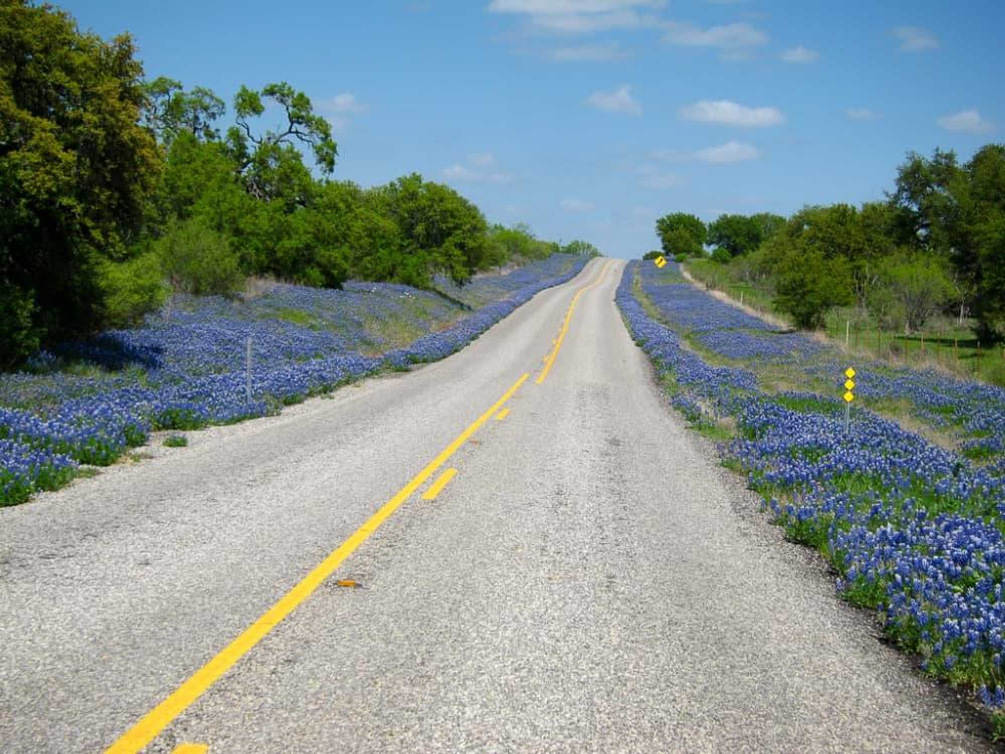 News_wildflowers_bluebonnets_road_by Sassy Frassy Lassie