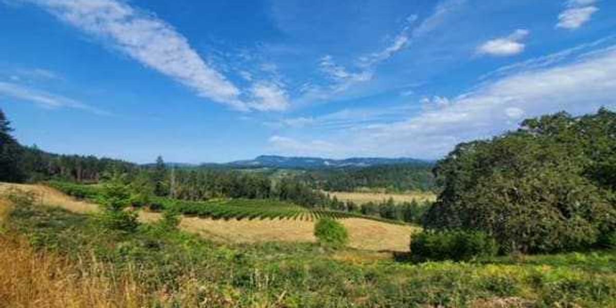 Chris Shepherd celebrates the underated wines of the Willamette Valley