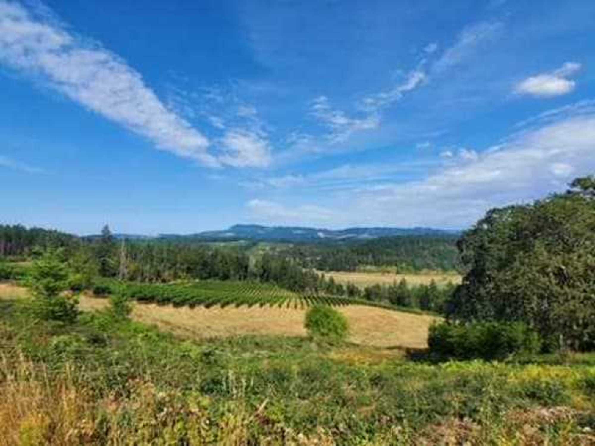 North Valley Vineyards