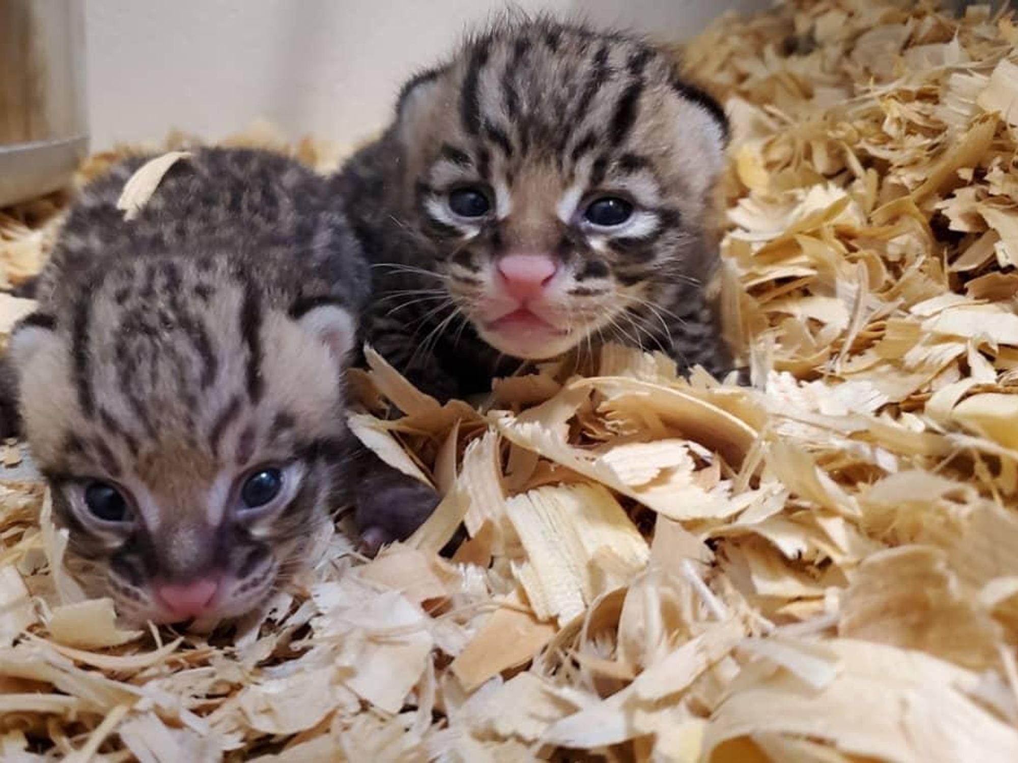 ocelots houston zoo wasabi sriracha