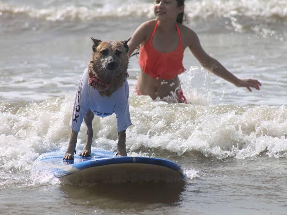 Ohana surf dog competition in Galveston July 2016