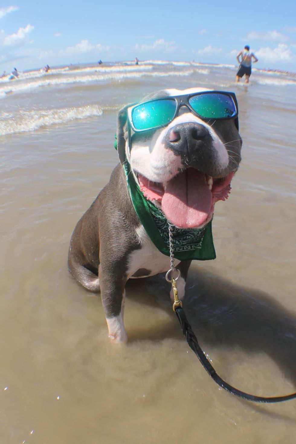 Ohana surf dog competition in Galveston July 2016