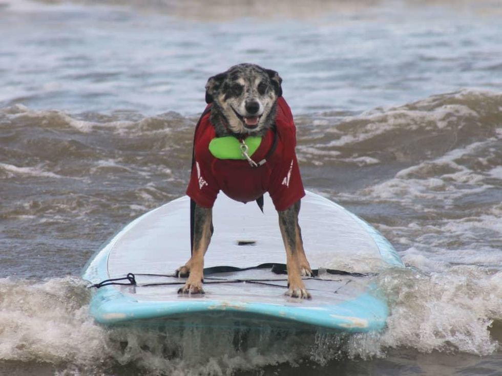 Ohana surf dog competition in Galveston July 2016