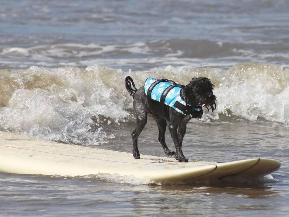 Ohana surf dog competition in Galveston July 2016