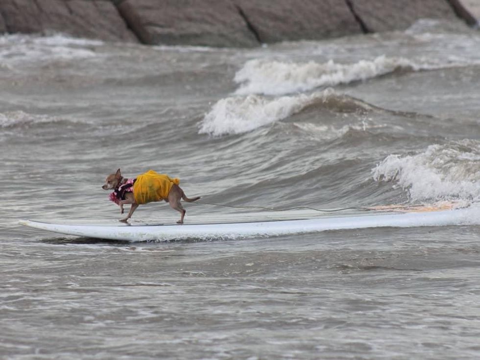 Ohana surf dog competition in Galveston July 2016