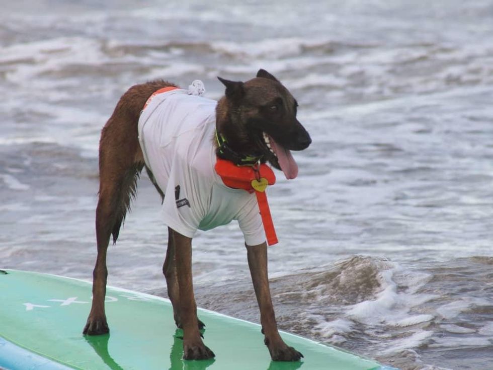 Ohana surf dog competition in Galveston July 2016