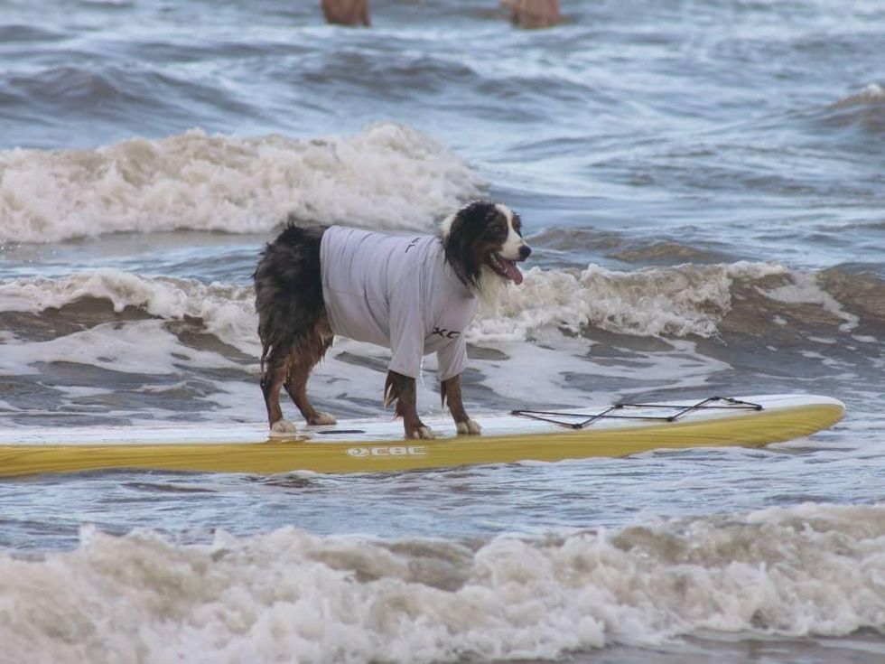Ohana surf dog competition in Galveston July 2016