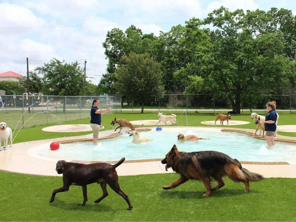Oodles of Doodles Meadowlake Pet Resort dog pool