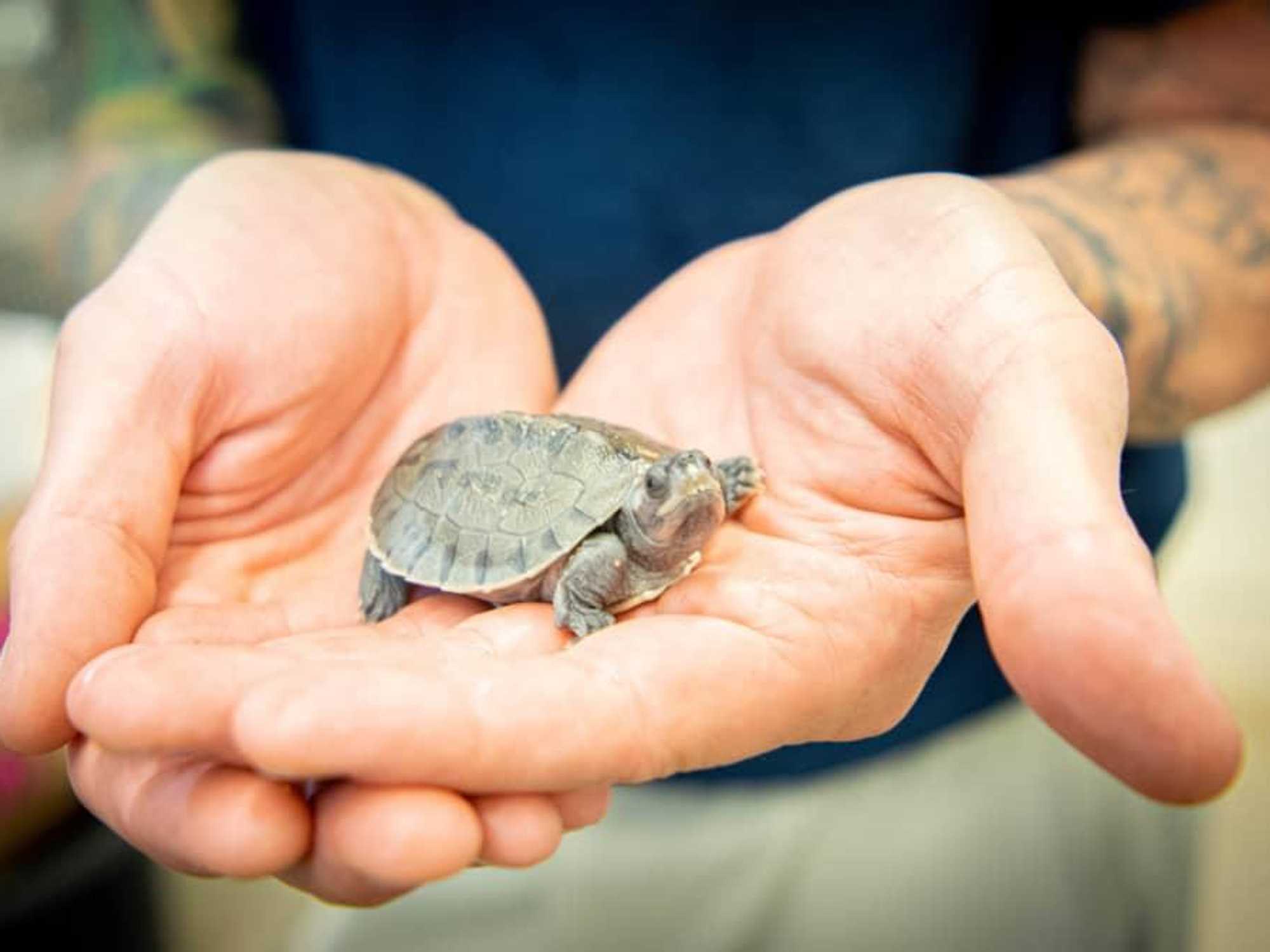 painted terrapin turtle houston zoo