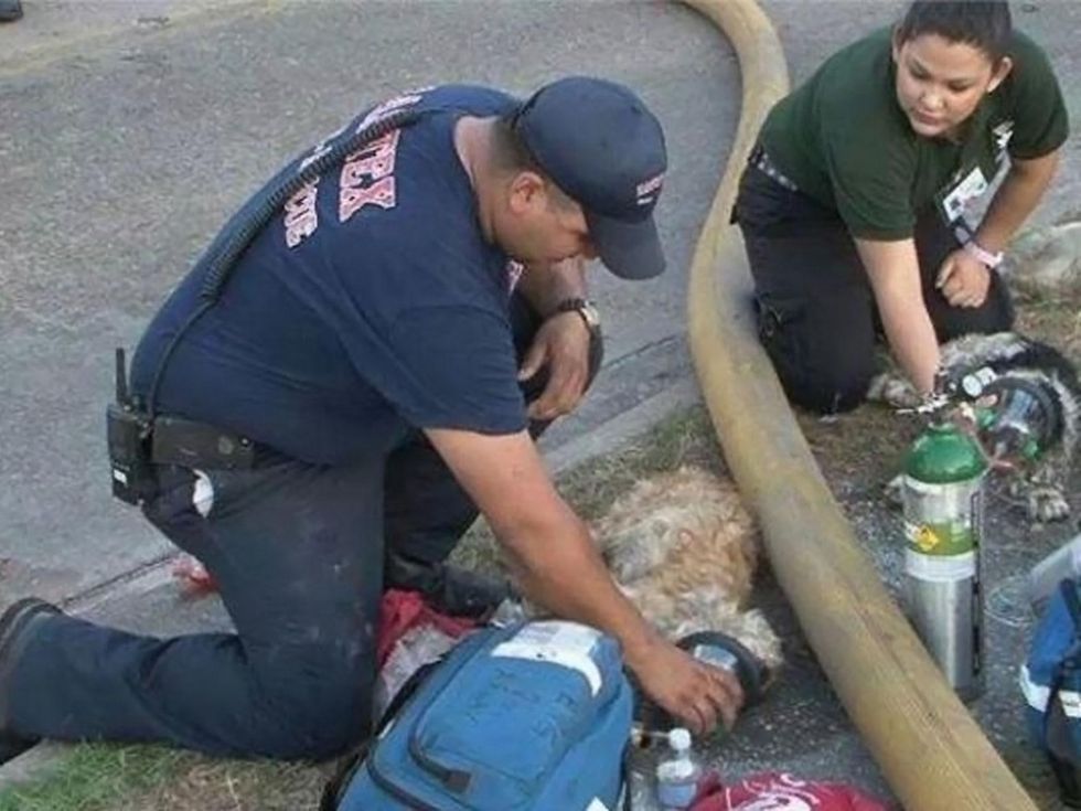 Pawz for a Cause oxygen masks for pets July 2014