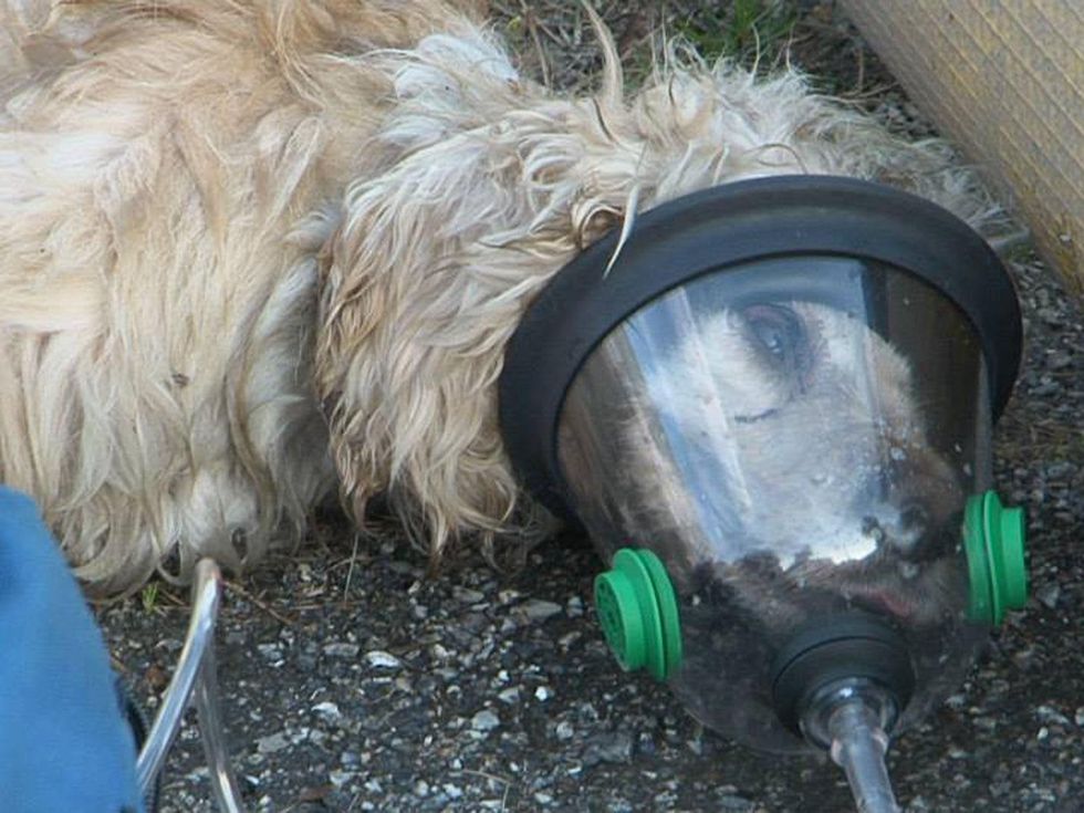 Oxygen masks for pets catch on after dog rescue Houston pet store