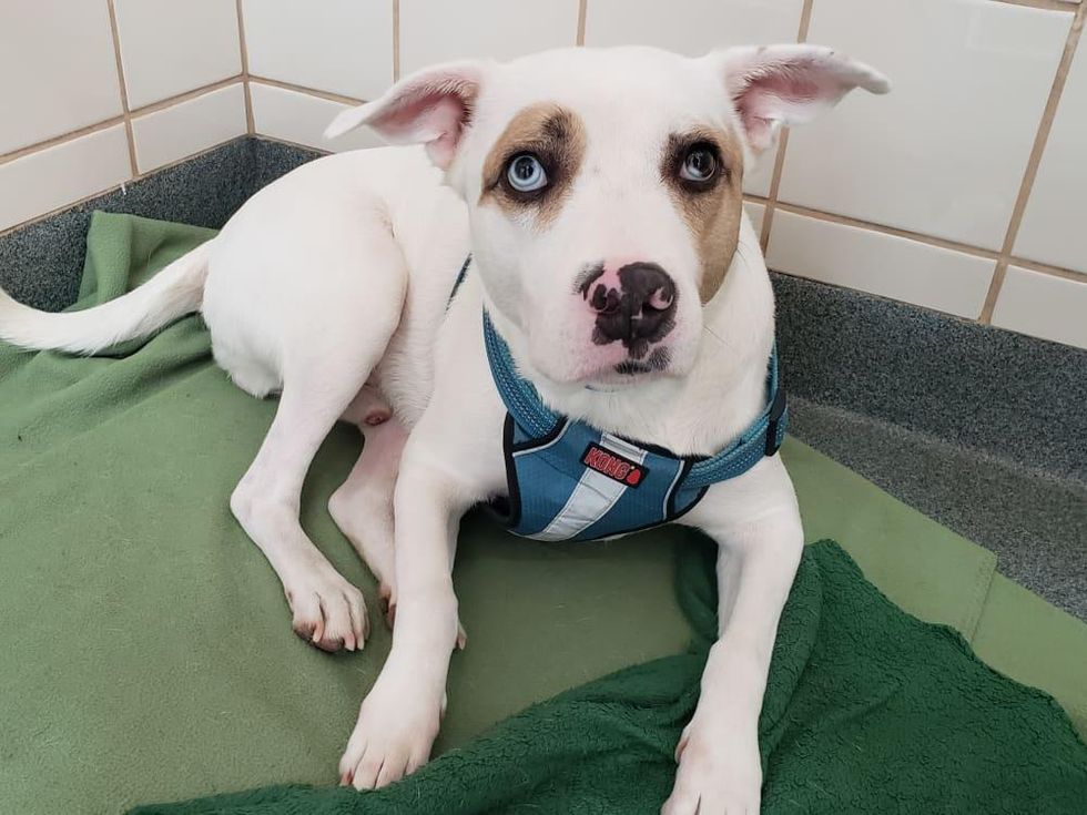 Pet of the week - Bandit Catahoula Leopard mix