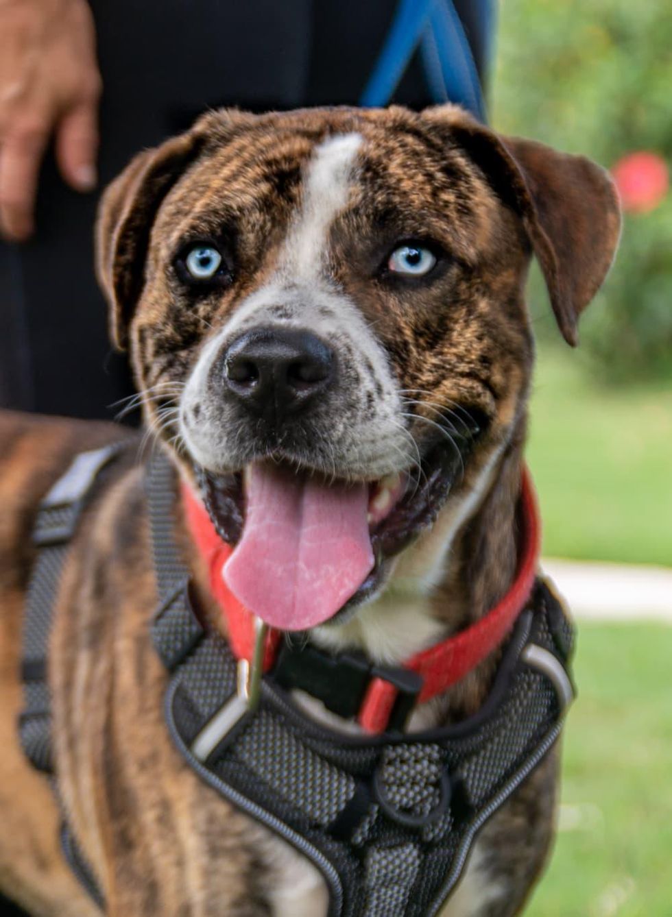 Pet of the week - Bas