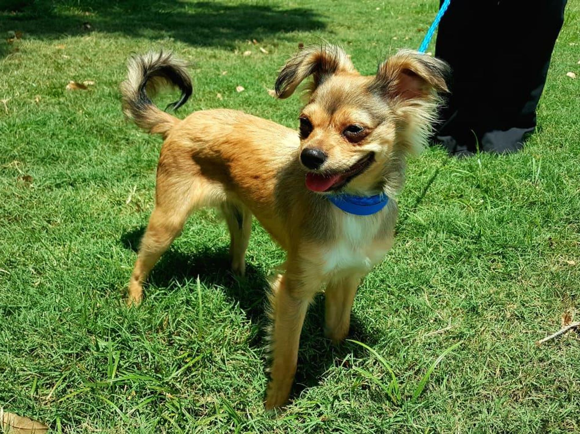 Pet of the Week - Bentley