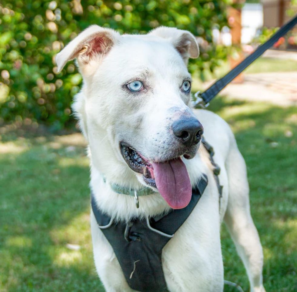 Pet of the week - Bolt pointer husky