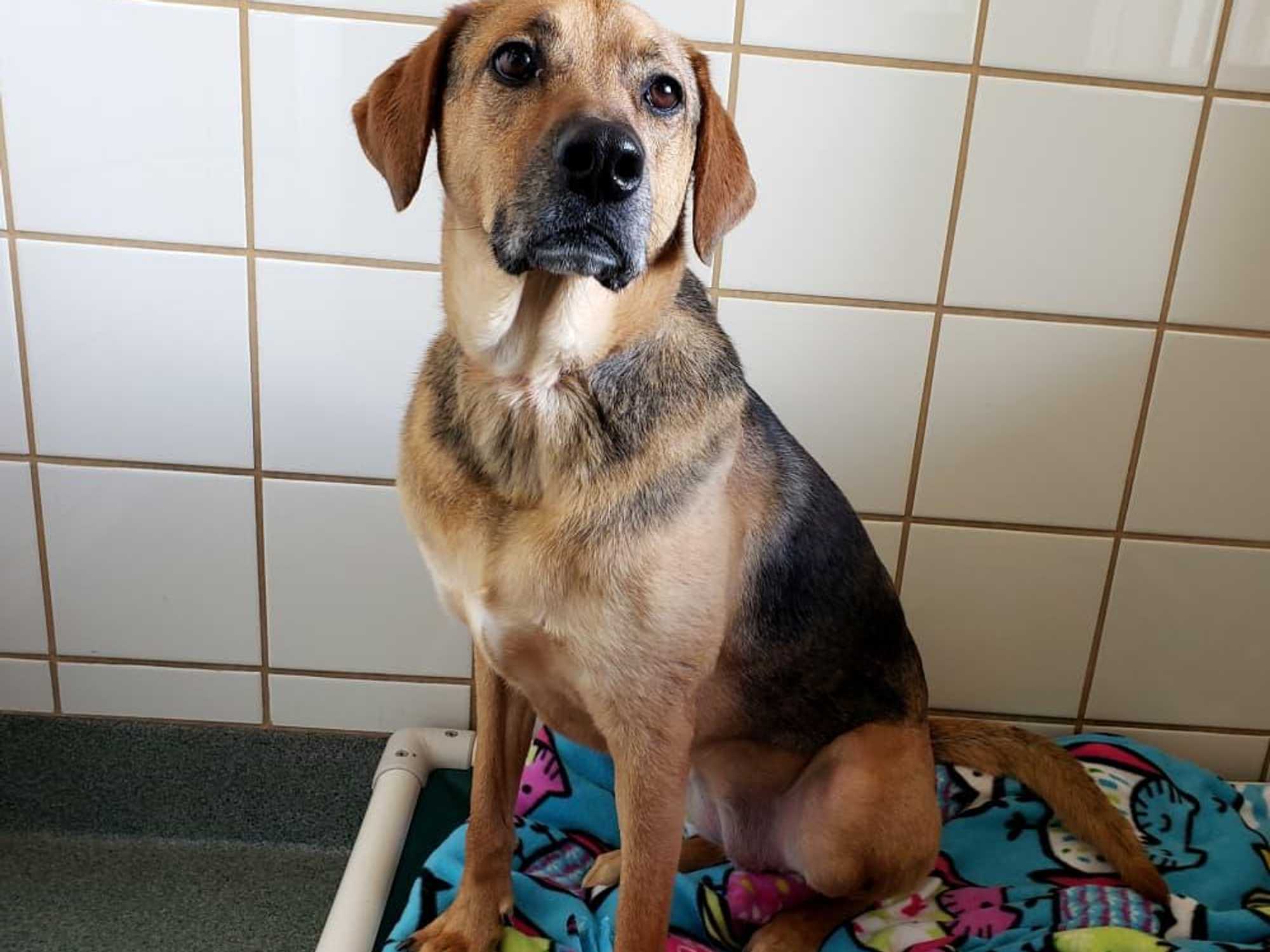 Pet of the week - Cash shepherd