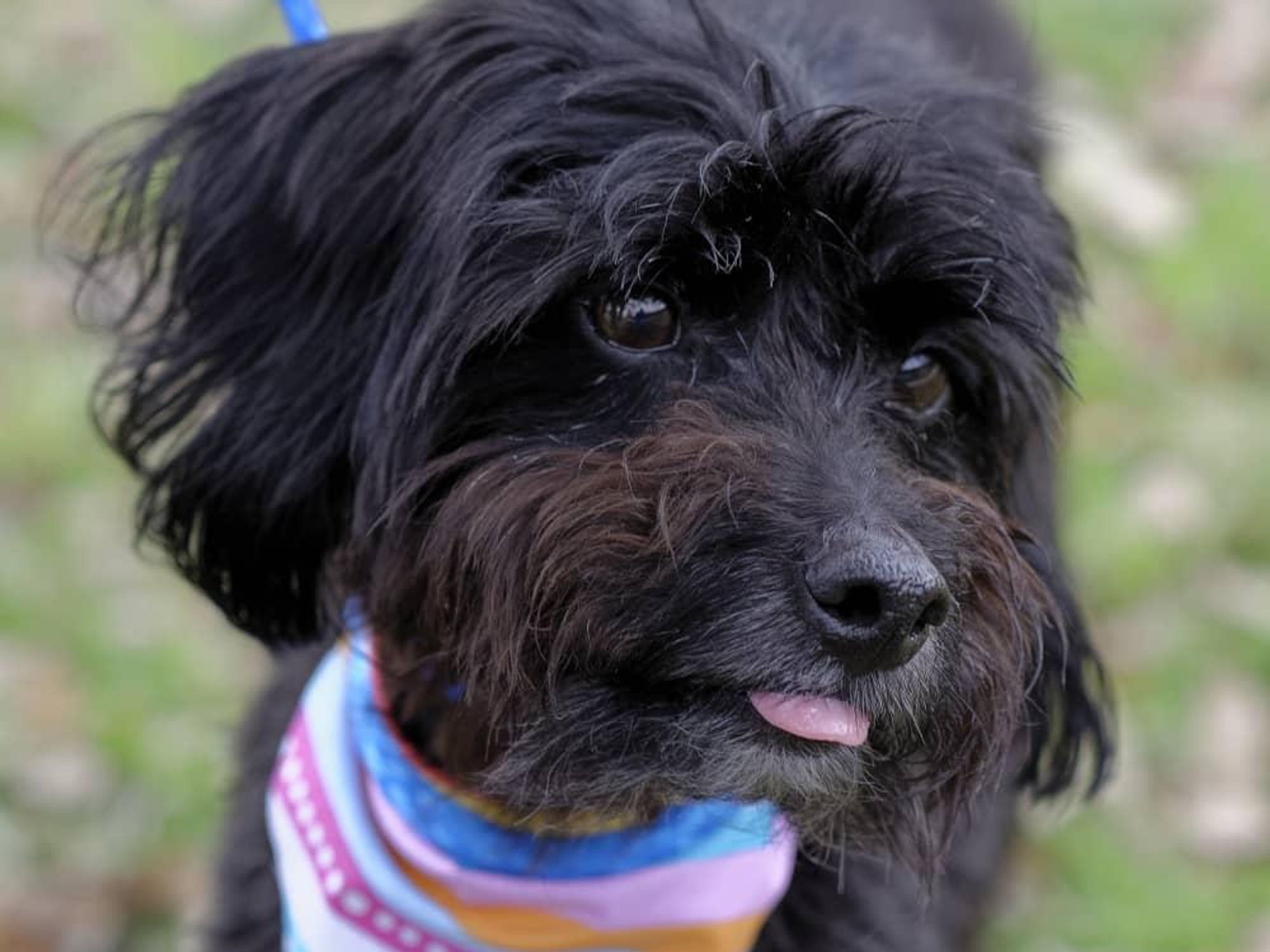 Pet of the week - Chico Maltese mix