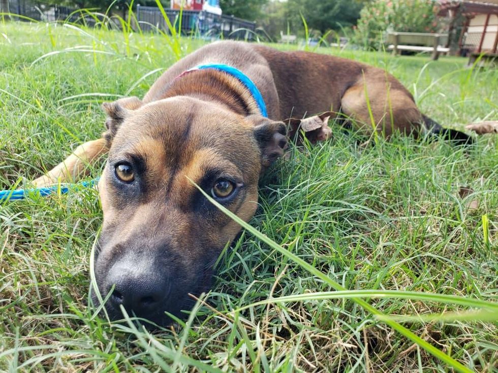 Pet of the week - Cinnamon Basenji