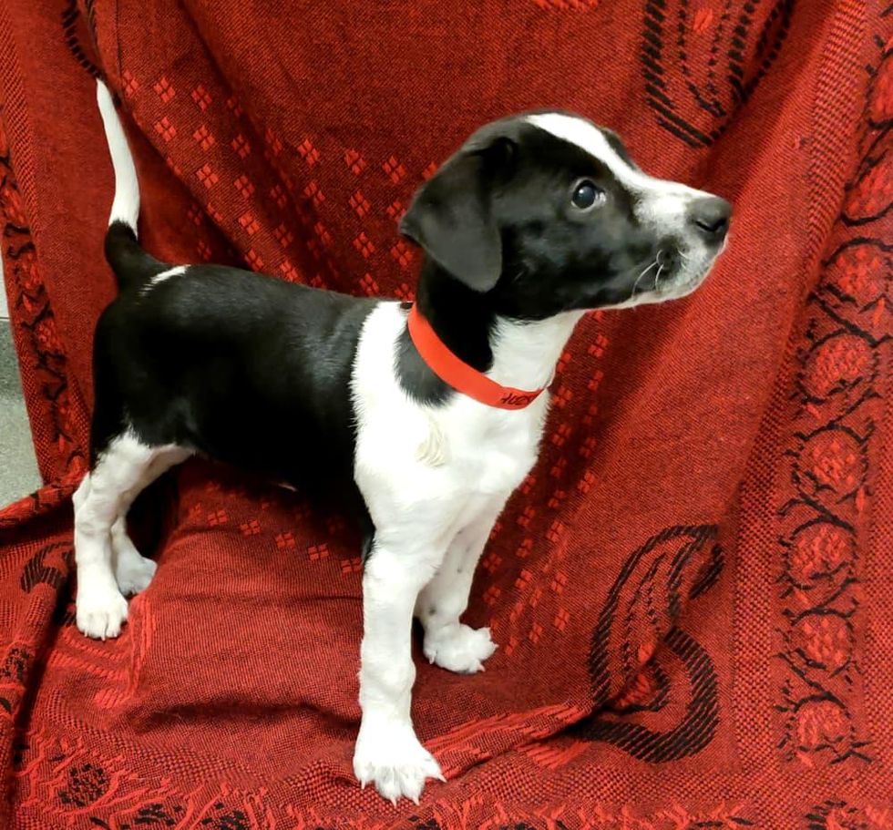 Pet of the Week - Coraline retriever full