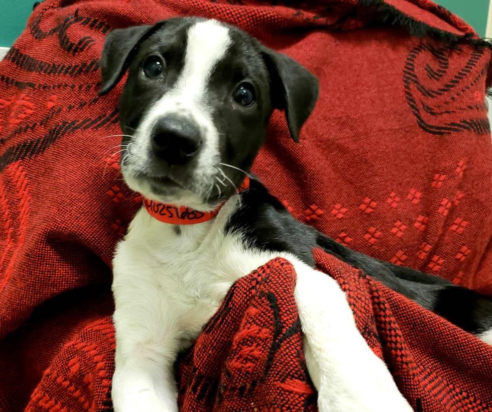 Pet of the Week - Coraline retriever