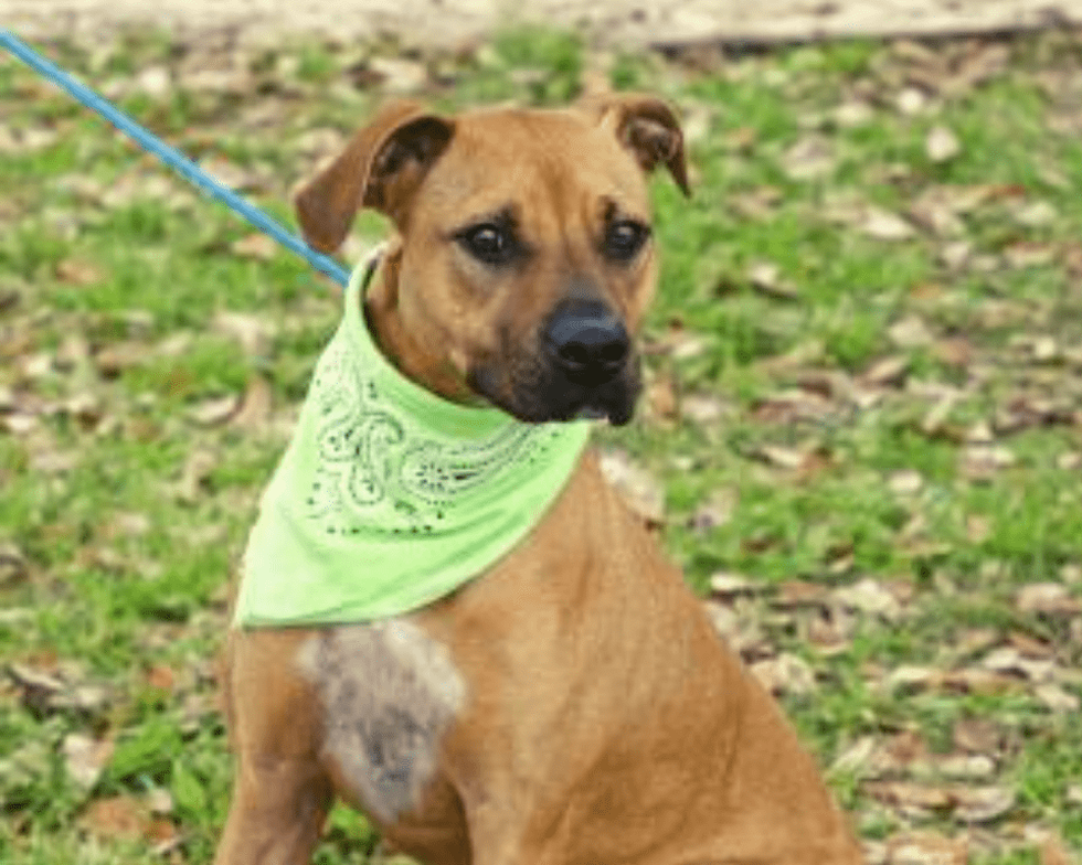 Pet of the week - Darla boxer retriever