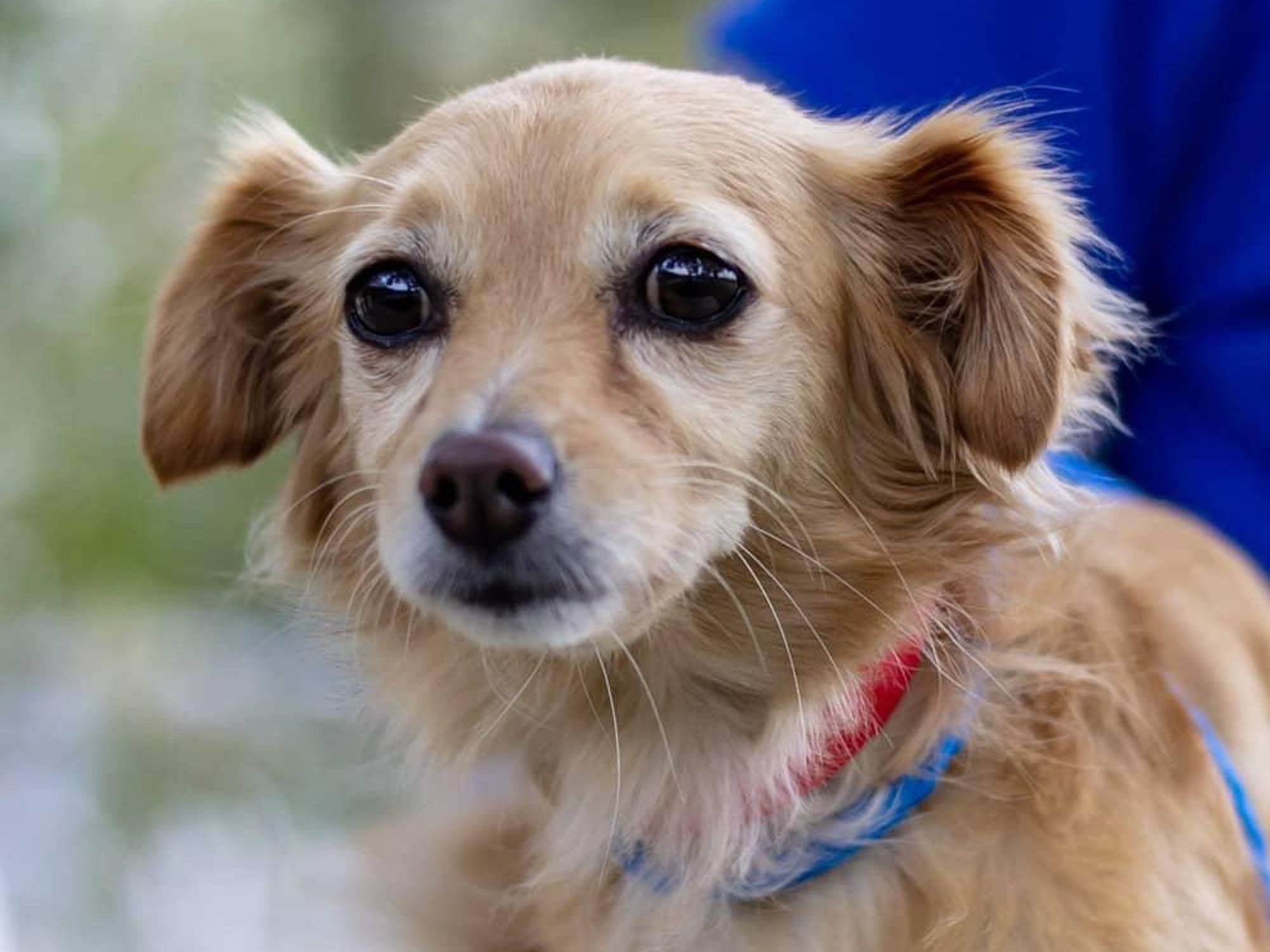 Pet of the Week - Ginger Chihuahua
