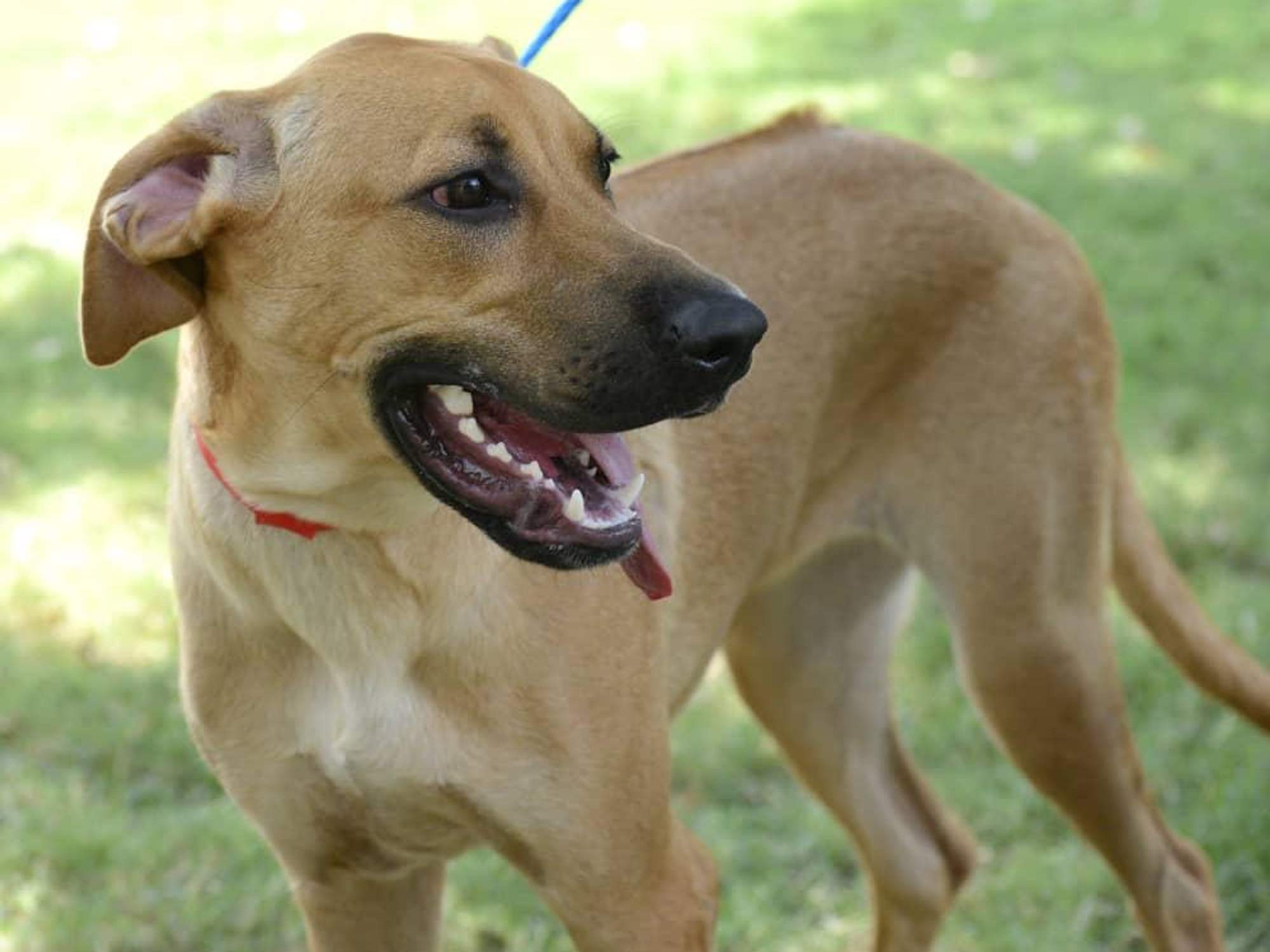 Meet Grace, the real Rhodesian Ridgeback, CultureMap's pet of the week ...