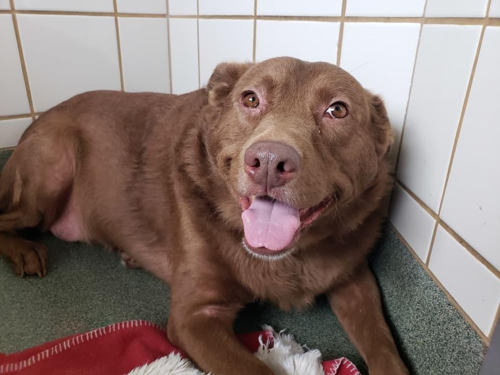 Pet of the week - Harley Labrador retriever