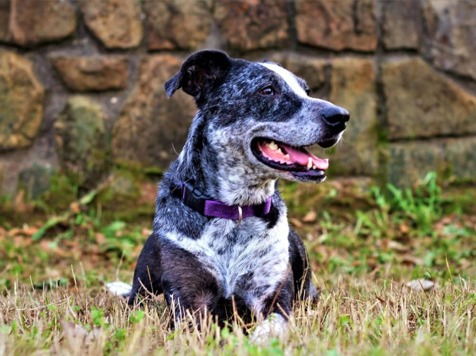 Pet of the Week_Hoffman_Blue_Catahoula