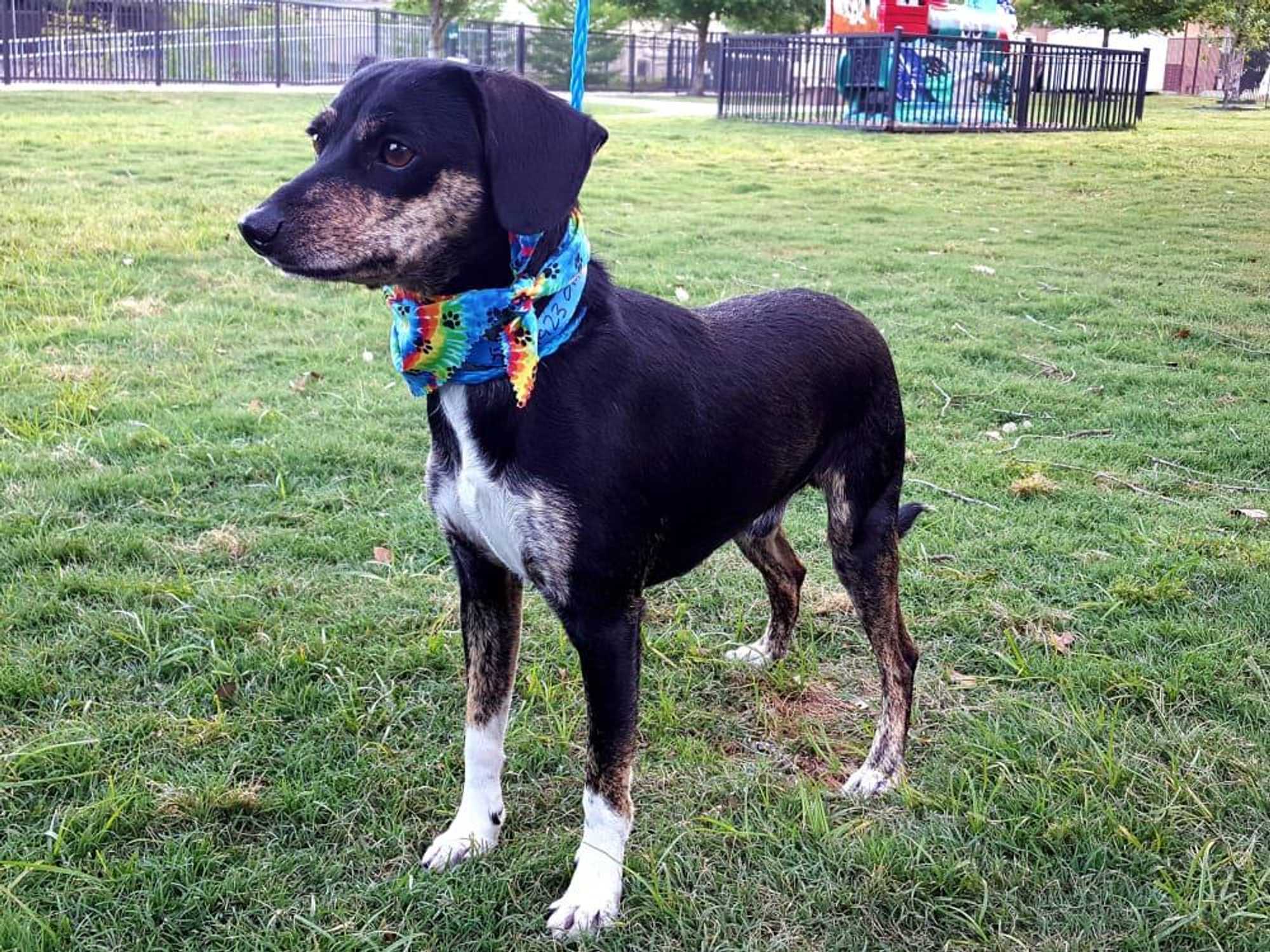 Pet of the Week-_Hoffman_Happy