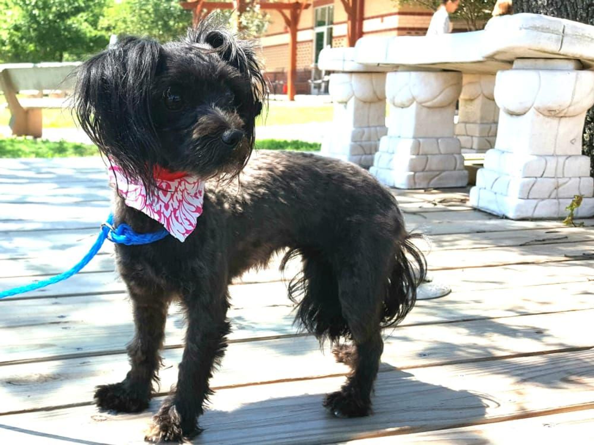 Pet of the Week-_Hoffman_Minnie