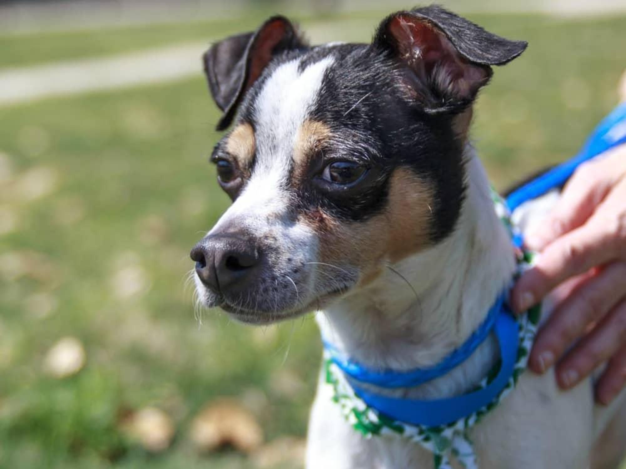 Pet of the week: Rascal congratulates Katy on a major fast-food win ...