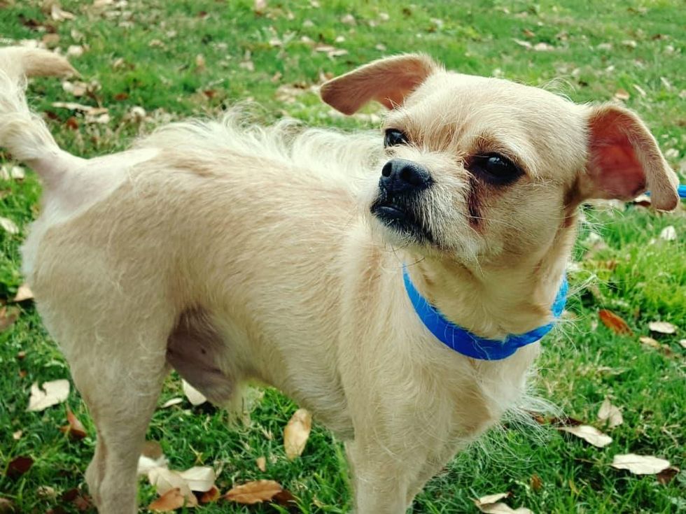 Pet of the Week-_Hoffman_Wilson