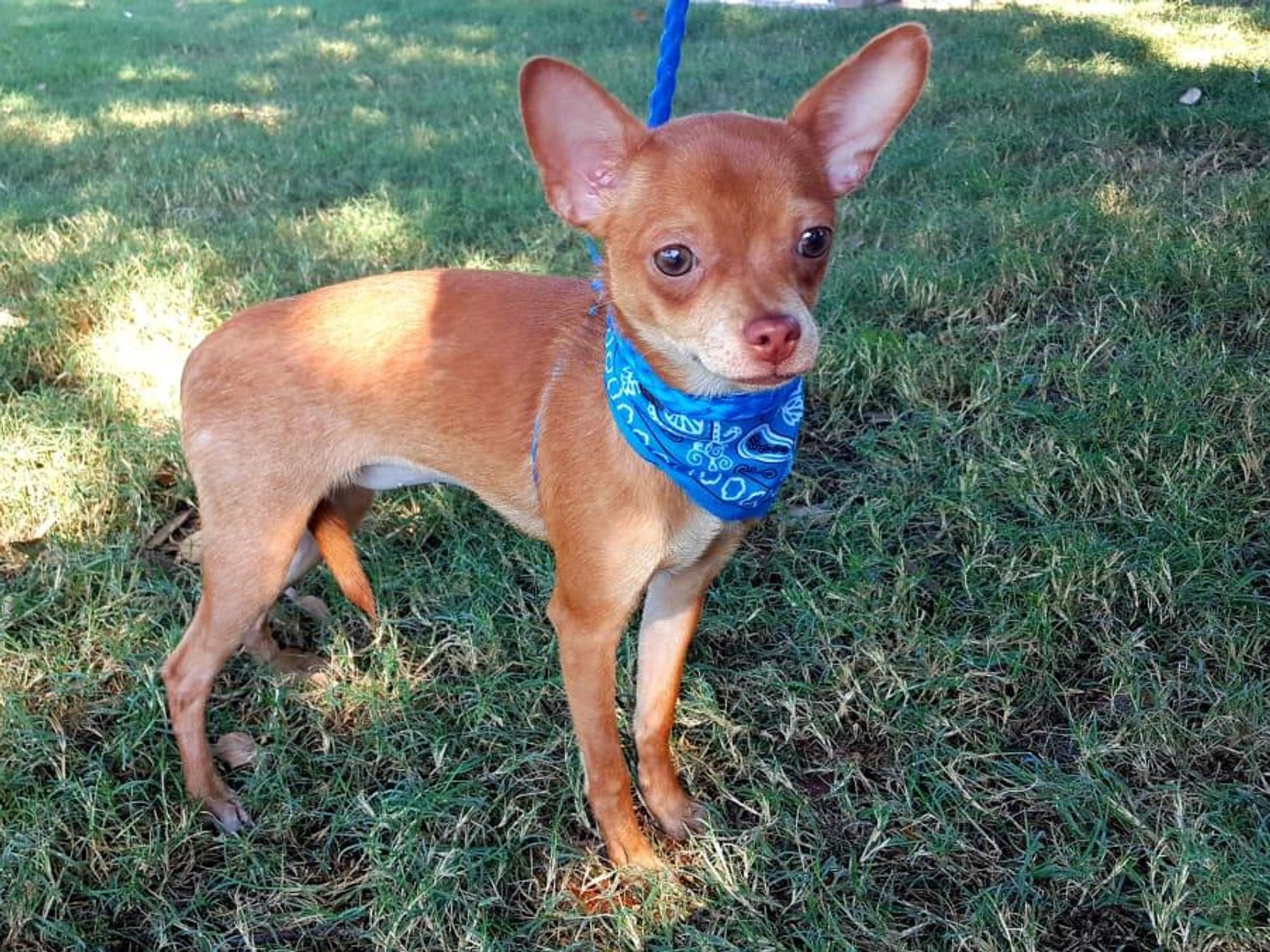 Pet of the Week - Honey chihuahua