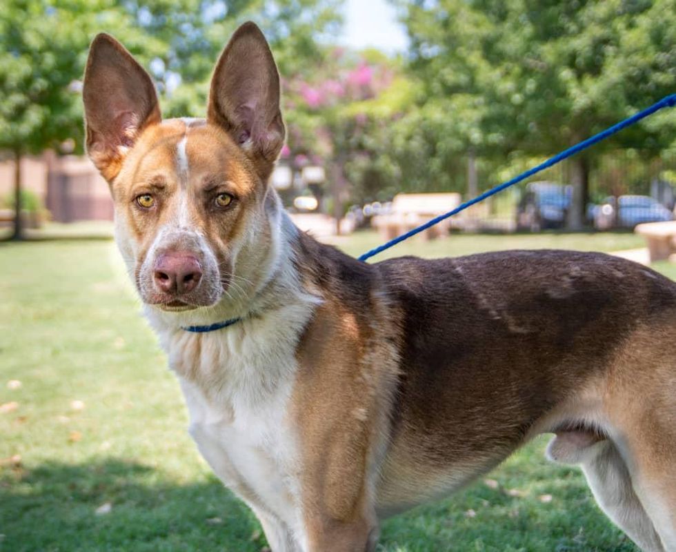 Pet of the week - Howdy shepherd Aussie