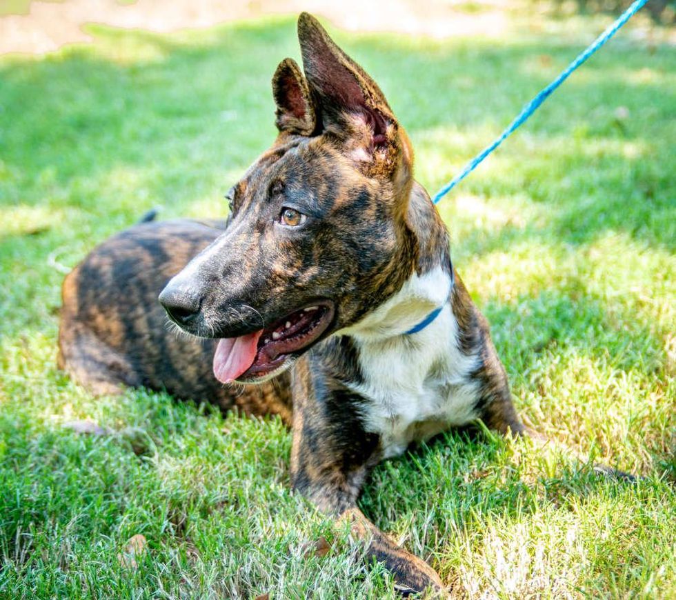 Pet of the week - Koda