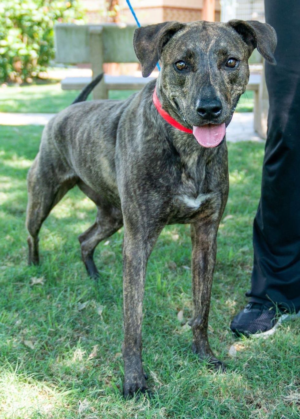 Pet of the week - Kyra mix retriever